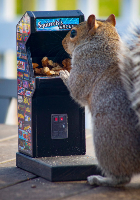 Squirrely's Arcade